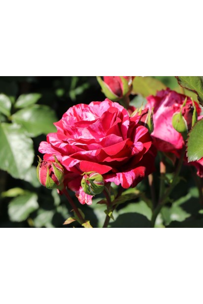 Hybrid tea rose Best Impression